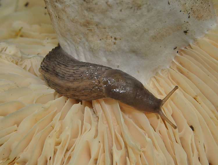 Limax delle colline a sud di Firenze